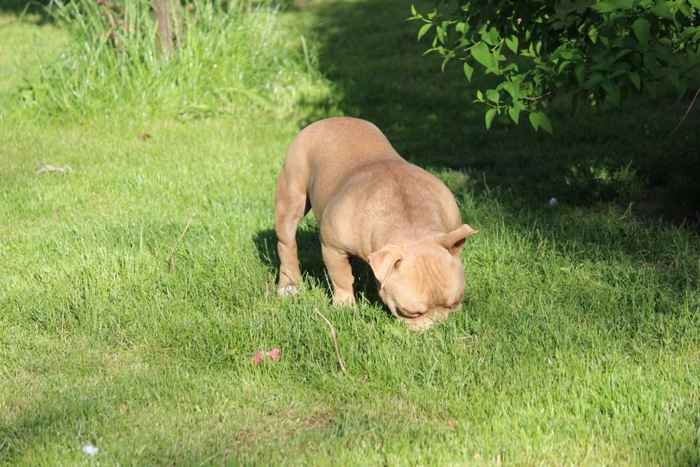 American bully samiwc 6 miesiecy