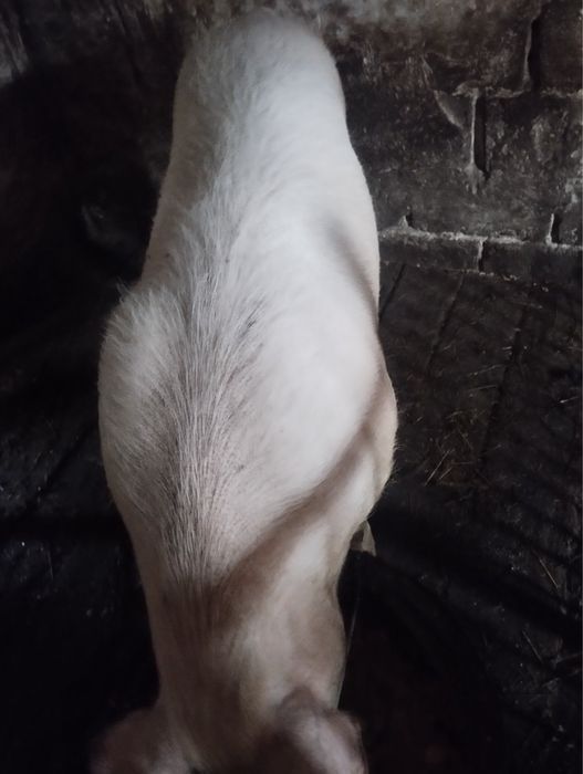 Продам доглянуте порося.