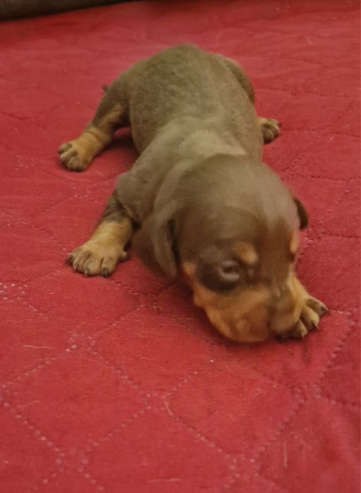 Macho Teckel Miniatura Choc