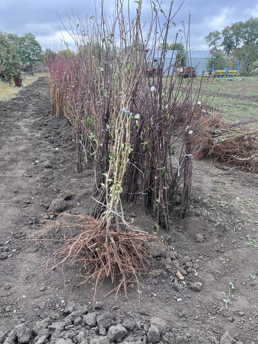 Яблуня, груша оптом саджанці