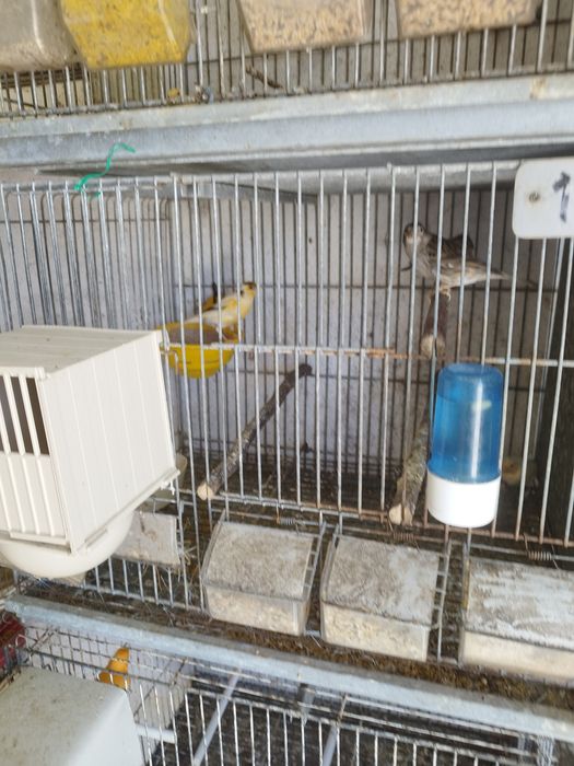 Vendo todo o meu plantel de canários reprodotores e novos gaiolas em bom estado motivo doença