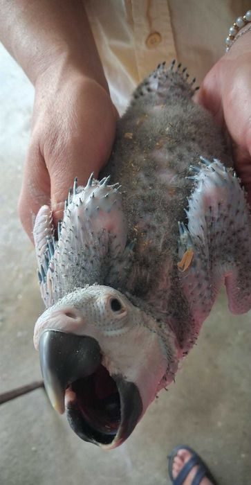 Aves exóticas criadas a mão