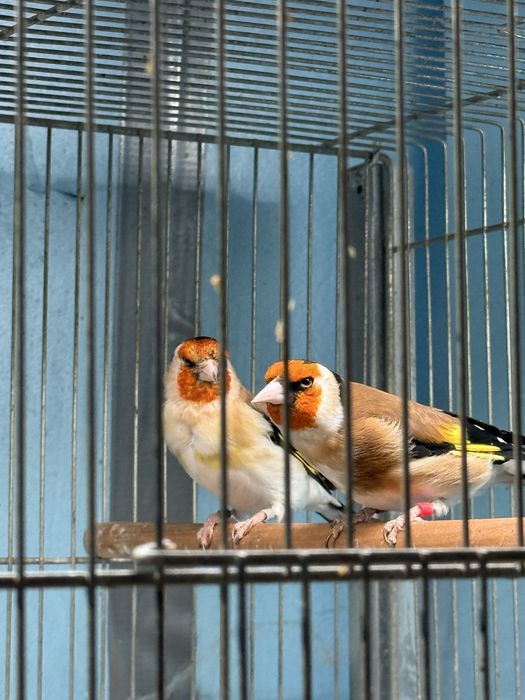 Major Panaché e Casal Majores
