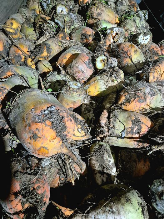 Sprzedam buraki pastewne