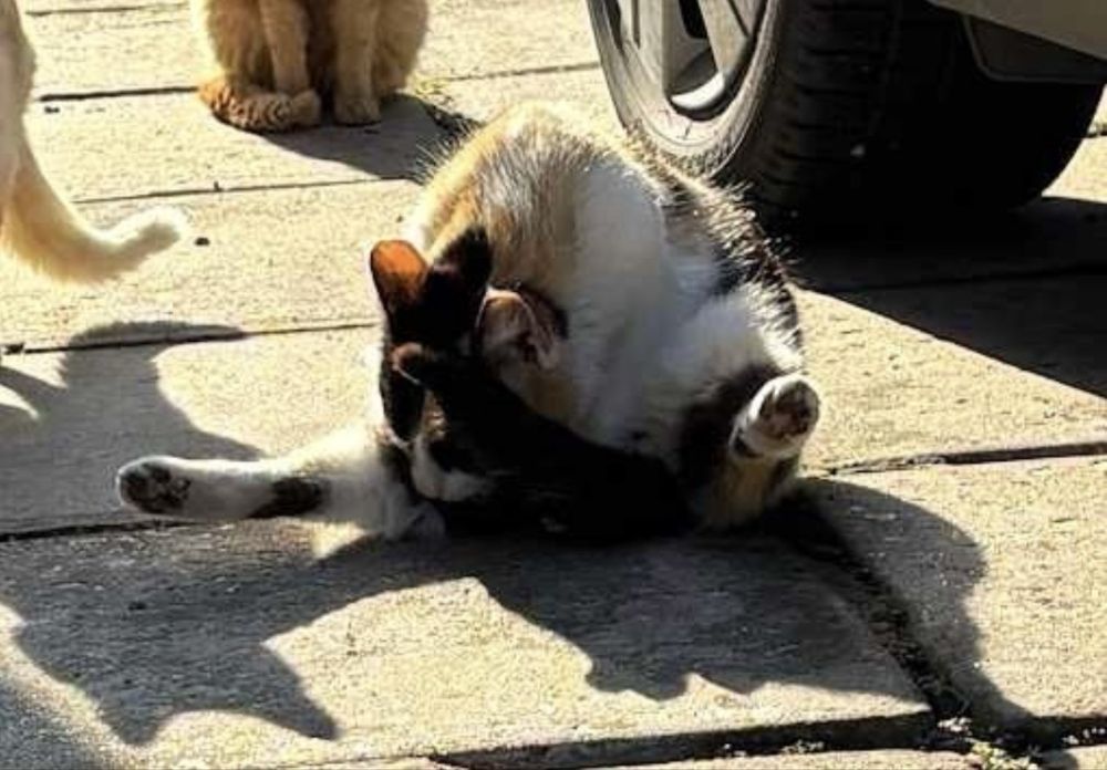 Триколірна красуня Мамасіта шукає дім!