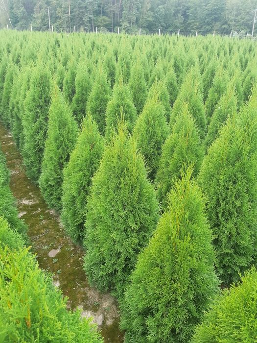 Tuja Thuja Tuje Szmaragd 150cm
