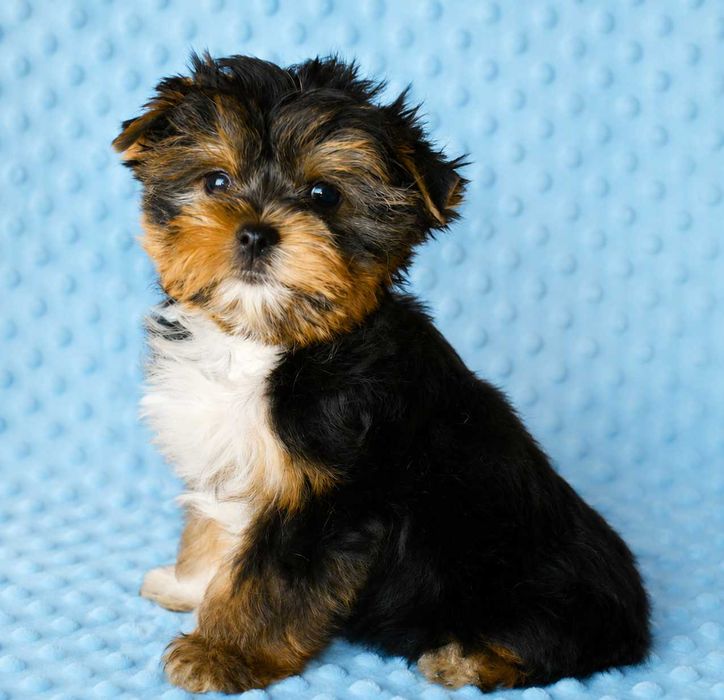Colorful Yorkshire Terrier stalowo-złoty piesek Dodo rodowód