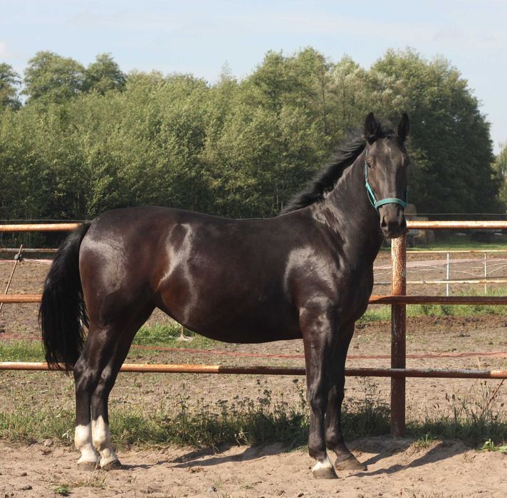 *** Młoda klacz śląska ***