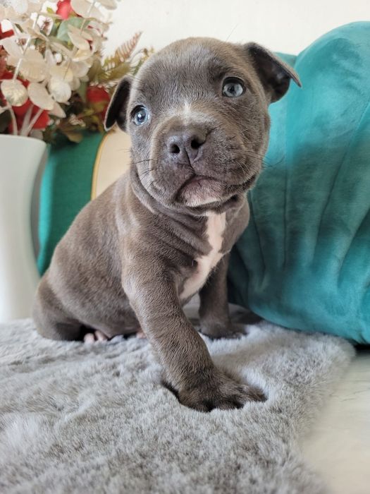Urocza suczka Amstaff!