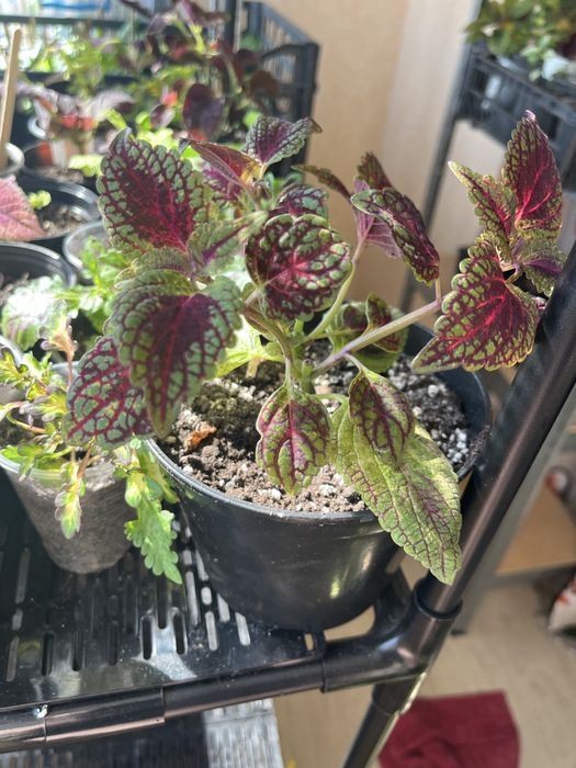 Колеуси. Гарно вкоріненні