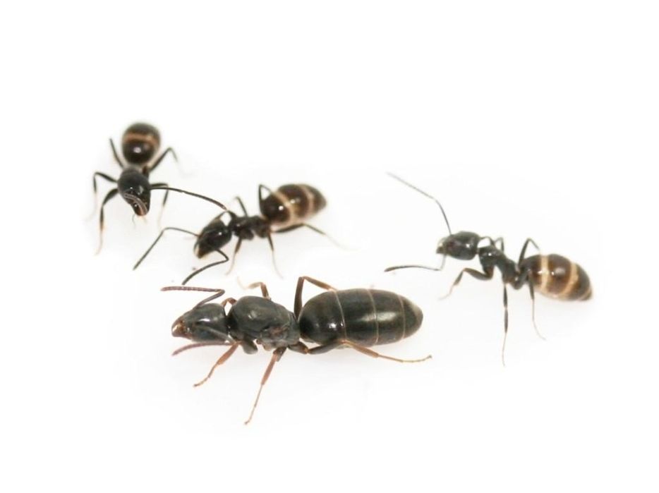 Продам вид Tapinoma erraticum