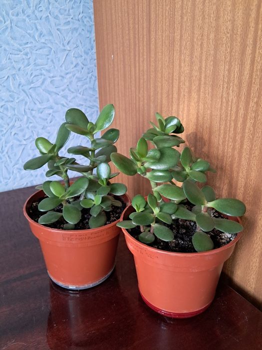 Товстянка кімнатна рослина