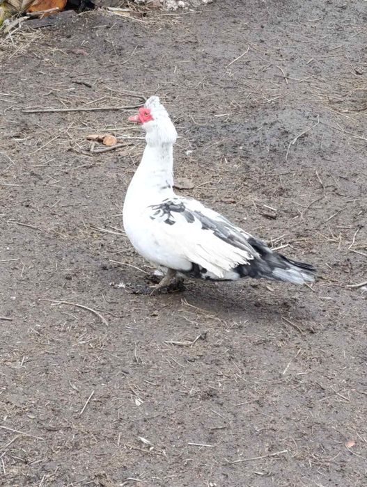 Продам качки шипуни