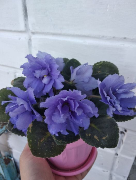 Продам молоду фіалку