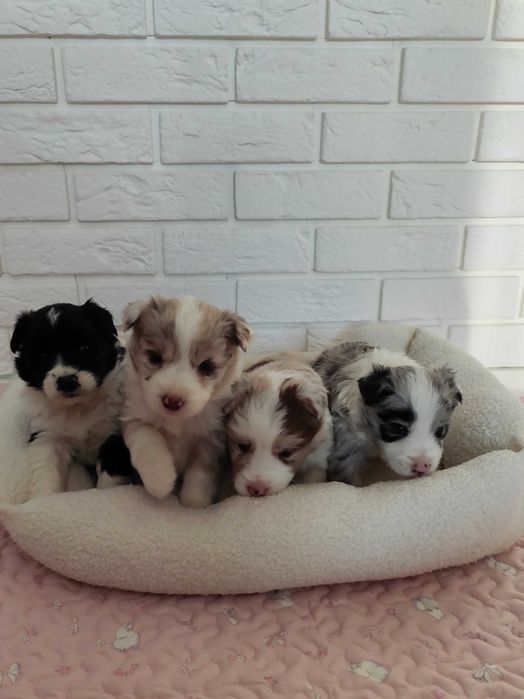 Border collie. Szczeniak. Badania