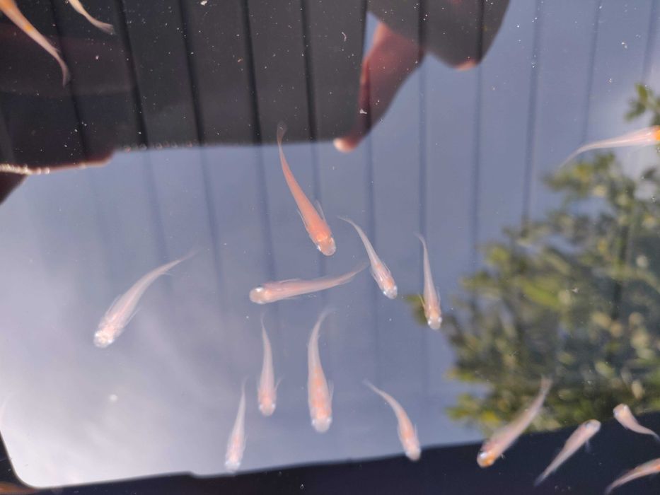 Medakas - Oryzias latipes