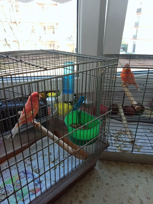 Kanarki na sprzedaż