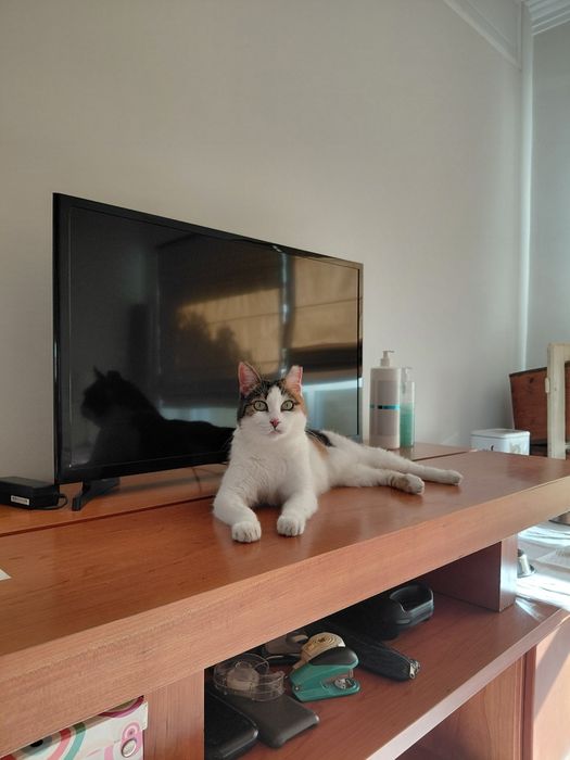 Sally- gata amorosa para adoção responsável