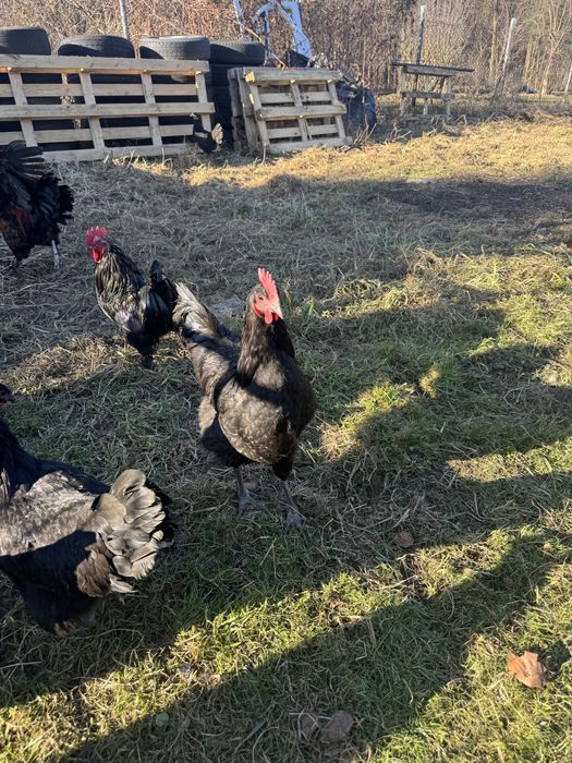Jajka australorp green shell