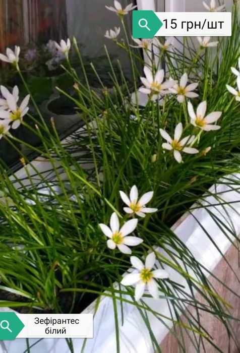 Продам цибулини вискочка зефірантес