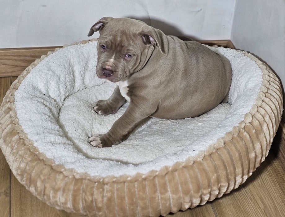 Bardzo piękny Piesek american bully xl