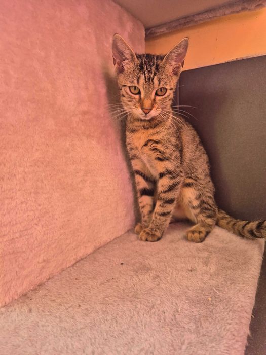 Michalinka do adopcji