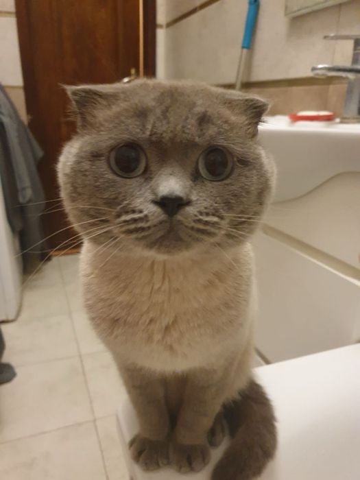 Вязка Шотландец Scottish fold blue point