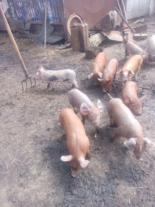 Продам місячних кабанів