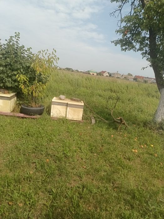 Ule wielkopolskie 19 szt uli cały osprzęt