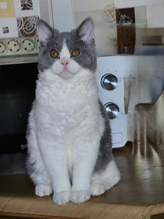 Унікальний ведмедик селкірк рекс