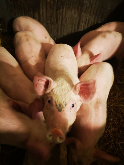 Продам  домашніх поросят