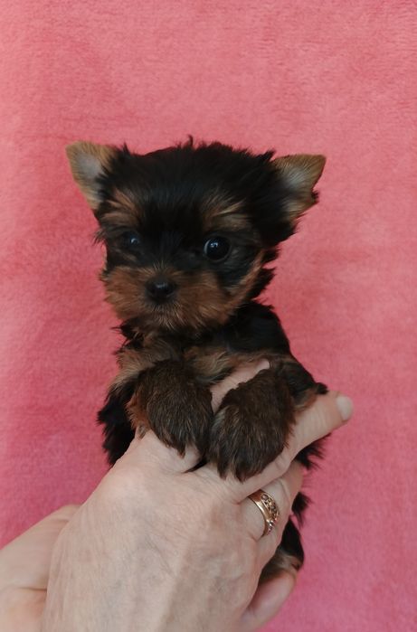 Київ Чіп.Прививка документи