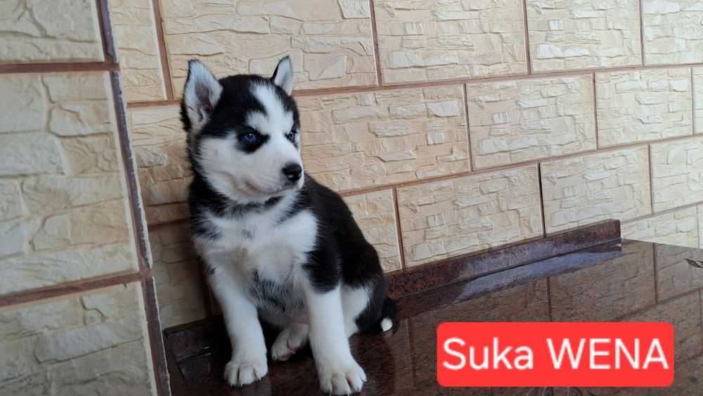 Husky Syberyjski