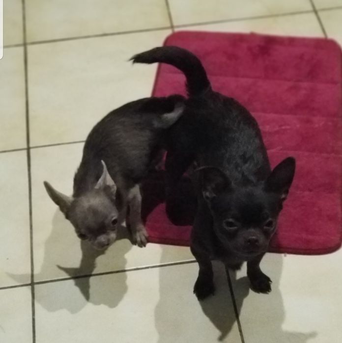 Вязка !Лиловый мини мальчик чихуахуа