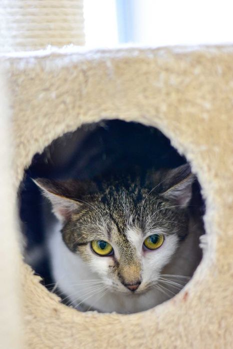 Fiołek - młody, energiczny koci odkrywca do adopcji!