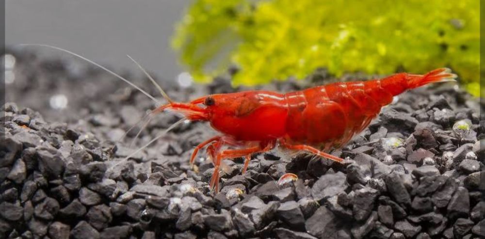 Neocaridina red cherry