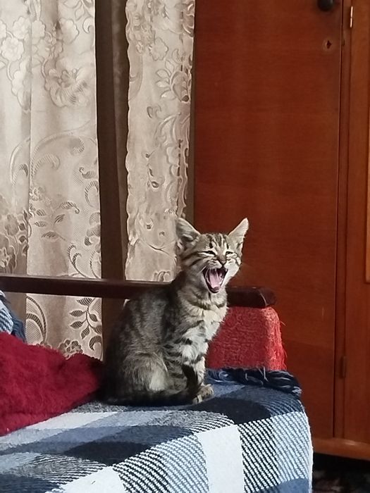 Віддам кошеняток