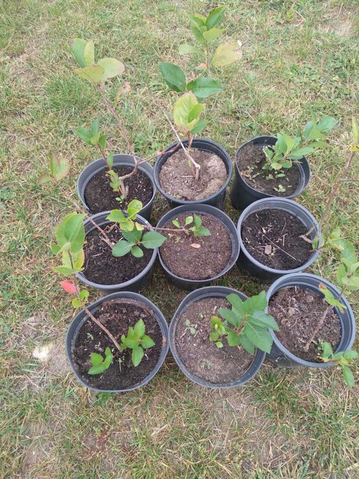 Aronia sadzonki.