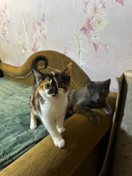 Киця в хороші руки