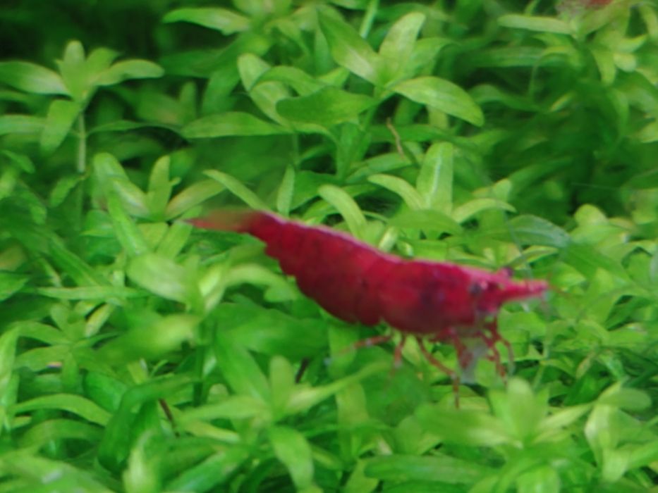 Krewetki Red Cherry mocno czerwone