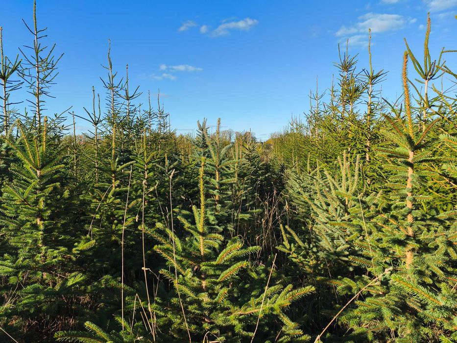 Choinki swierki Na Swieta  srebrne zielone