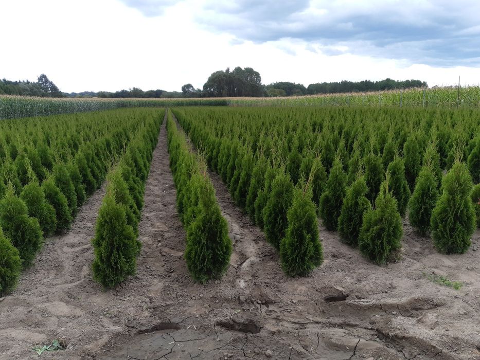 Tuja szmaragd kopana