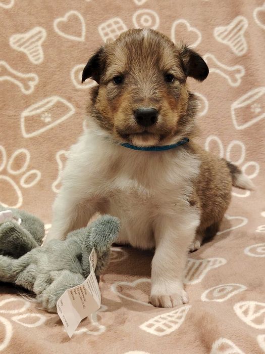 Dostępny śliczny piesek Owczarek Szkocki Długowłosy