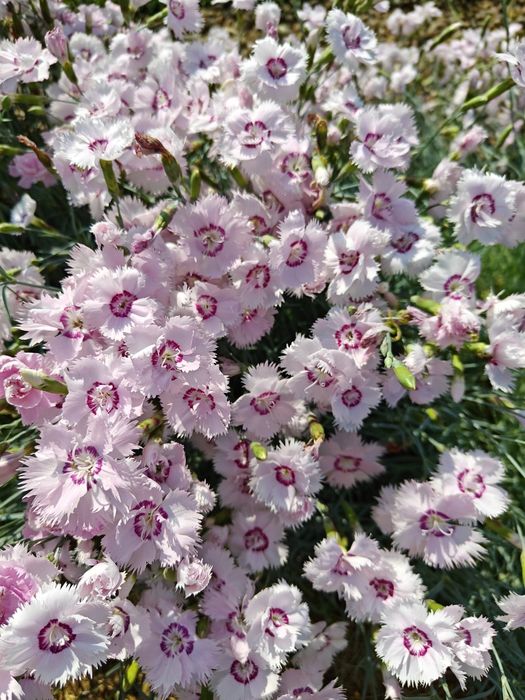 Гвоздика садова ароматна