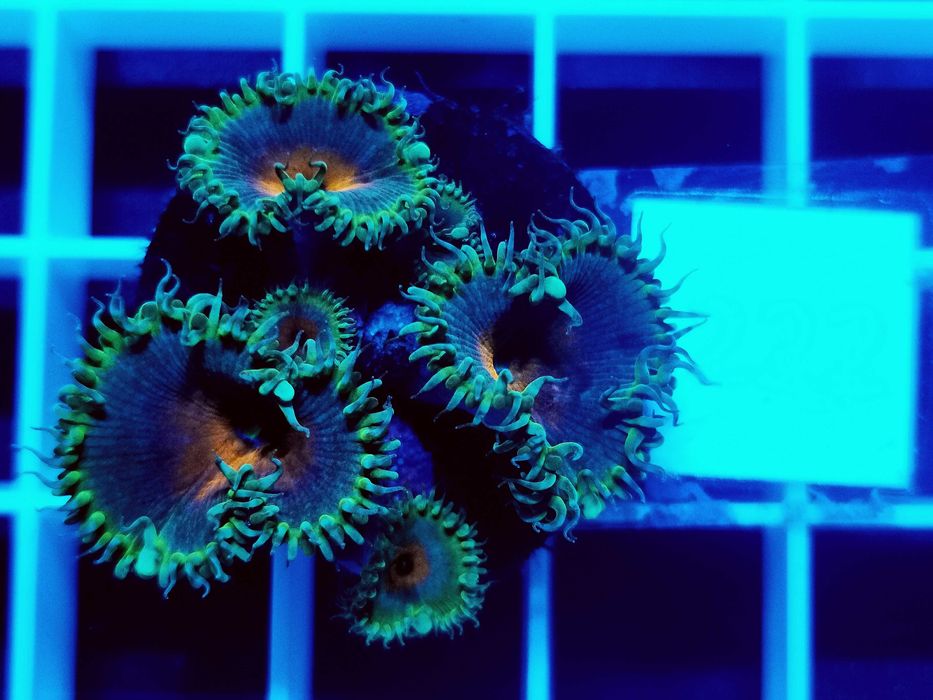 Zoanthus Captain America WYSYŁKA cena za szczepkę, morskie, koralowce