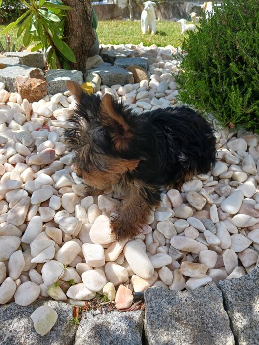 Yorkshire terrier macho