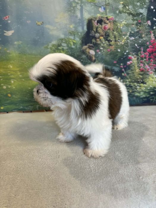 Shih - tzu  piesek