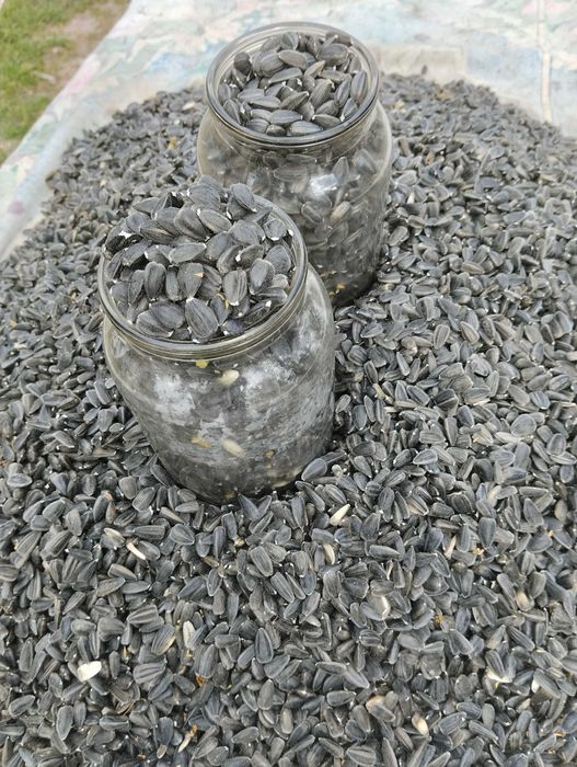 семечки семена подсолнечника ручной сборки  насіння соняшнику