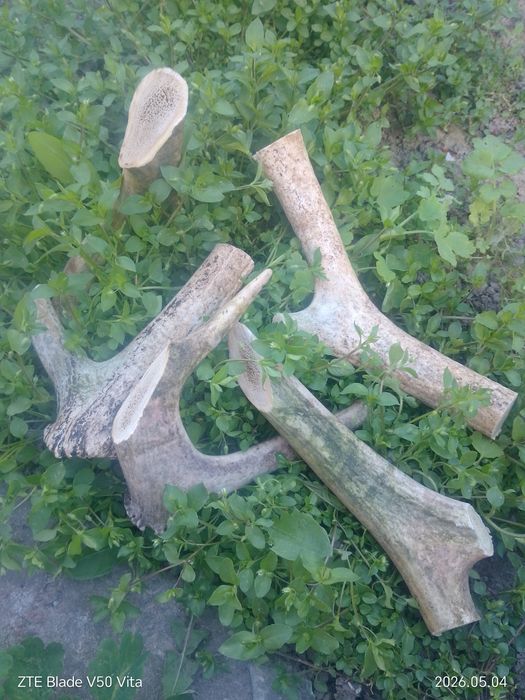 Погризушки для собак і крисок