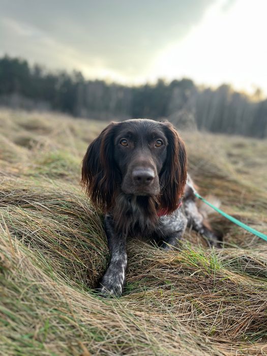 Opieka nad psem PETSITTING Domowy hotel